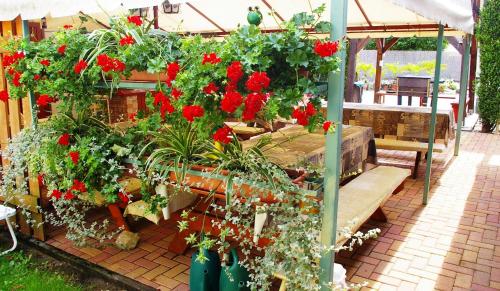 a garden with red geranium plants and a bench at Unicum Vendégház in Abádszalók