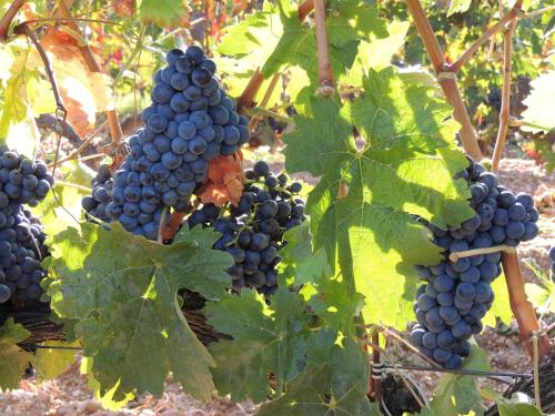 Gambar di galeri bagi Hotel Bodegas Traslascuestas - GRUPO PIÉROLA di Valcavado de Roa