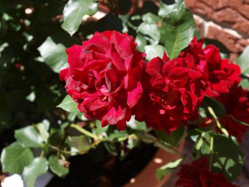 a group of red flowers on a plant at Landgasthaus Bonn in Baunatal