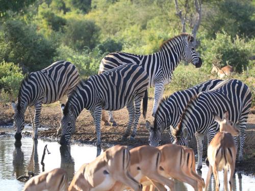 a group of zebras and gazelle drinking from a watering hole at Makumu Private Game Lodge in Klaserie Private Nature Reserve