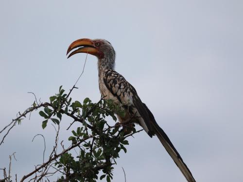 a bird with a long beak sitting in a tree at Makumu Private Game Lodge in Klaserie Private Nature Reserve