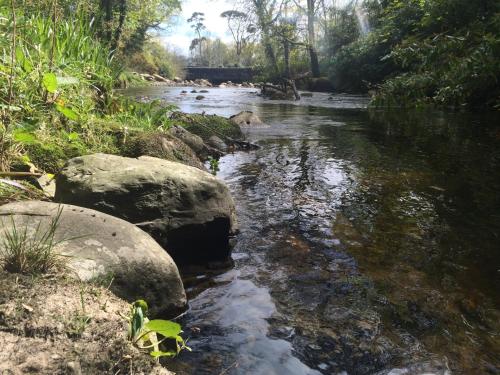 a river with rocks and a bear in the water at Greencastle in Kilkeel