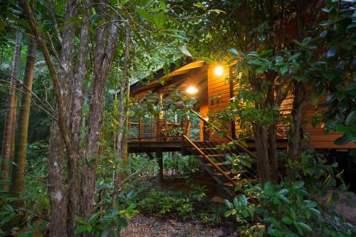 a tree house in the forest at night at Wildwood in Cape Tribulation