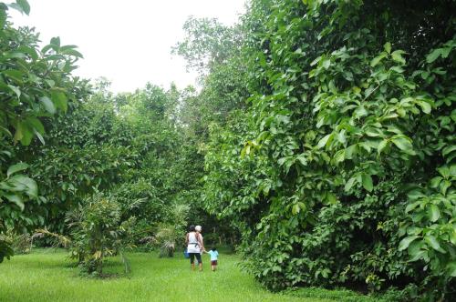 a woman and child walking through a grove of trees at Wildwood in Cape Tribulation