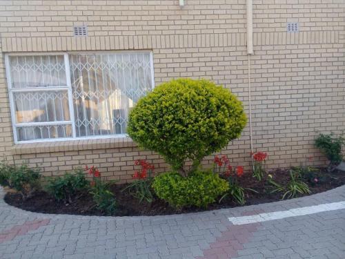 a bush in front of a building with a window at Fahms in Letlhakane