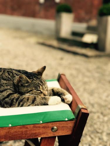 a cat laying on top of a wooden bench at Ferienhof Utech in Wenkendorf auf Fehmarn