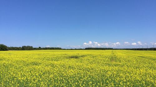 a field of yellow flowers with a blue sky in the background at Green Gables Bungalow Court in Cavendish