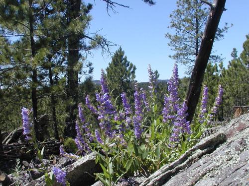 Une bande de fleurs violettes dans les bois dans l'établissement Pancho's Hideout, à Custer