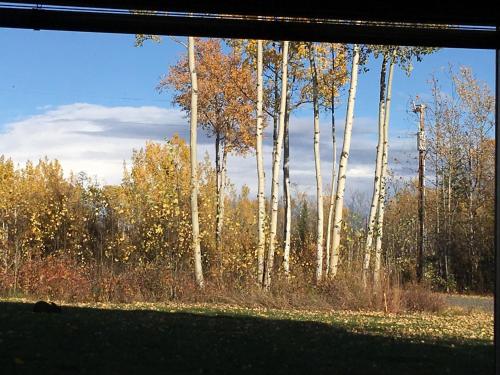 a view of a forest of aspen trees from a train window at Sawing Logzz Cabin in Copper Center