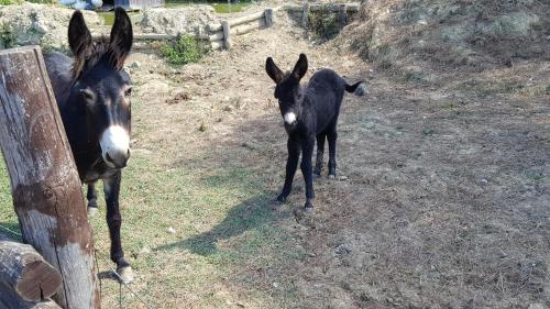 two baby horses standing next to a fence at B&B Podere Montese in Villafranca in Lunigiana