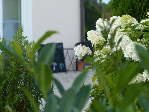 a bush with white flowers in front of a house at Sana e Salva in Eckersdorf
