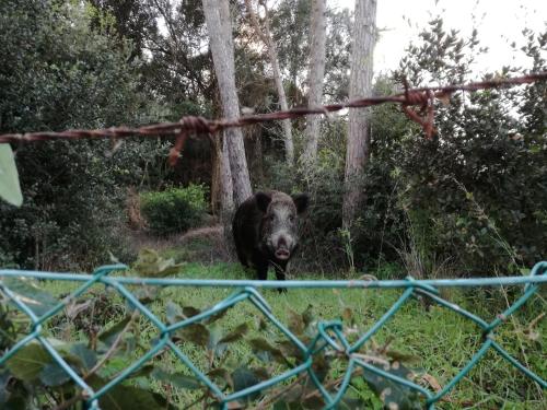 a black bear standing in front of a fence at Villa Paradisino in Orbetello