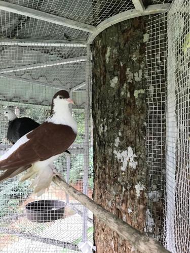 a bird is standing in a bird cage at 31st December Farms And Estates Munnar in Munnar