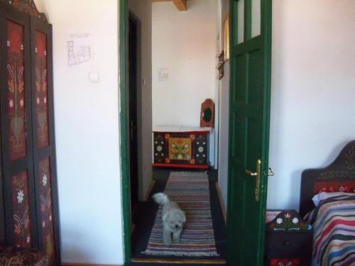 a dog walking into a room with a door open at Góbé Csárda in Oradea