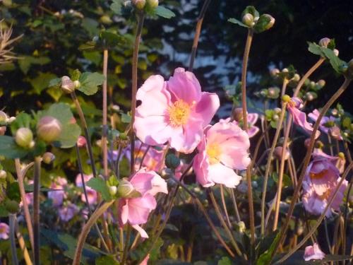 a bunch of pink flowers in a garden at Albergo Real Castello in Verduno