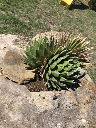 a bunch of green bananas sitting on a rock at Azienda Agrituristica I Tre Casali in Magione