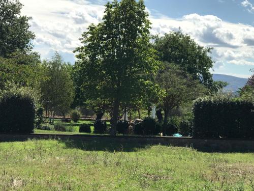 a tree in the middle of a grass field at Azienda Agrituristica I Tre Casali in Magione