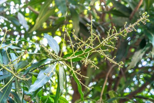 a branch of a tree with flowers on it at Visal Sak Guesthouse in Kep
