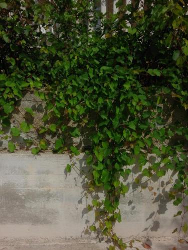 a plant with green leaves on a wall at Apartments Jerica in Bol