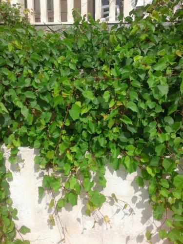 a green plant is growing on a wall at Apartments Jerica in Bol