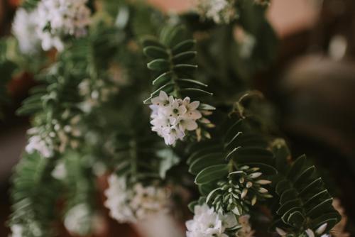 a plant with white flowers and green leaves at Royal Valentia Hotel in Valentia Island