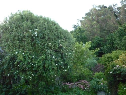 a group of trees with white flowers on them at Cobden Garden in Napier
