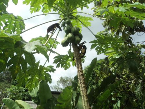 a bird sitting on top of a banana tree at Posada Rural Oasis in Caño Negro