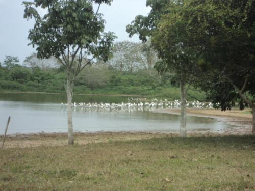 a group of white birds standing in a lake at Posada Rural Oasis in Caño Negro