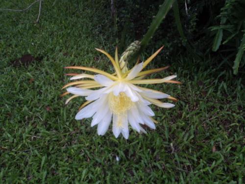 a white flower laying on the grass in the grass at Posada Rural Oasis in Caño Negro