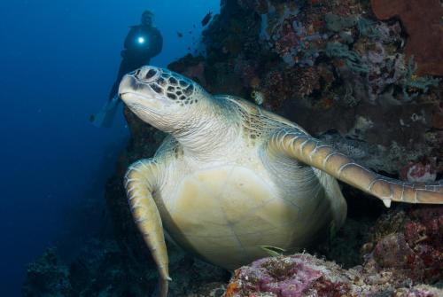 a green sea turtle in the ocean with a diver at Murex Dive Resort in Manado