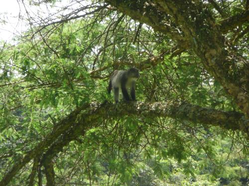 a monkey sitting on top of a tree branch at Madrugada in Umtali