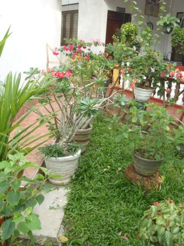 a row of potted plants in a garden at New Jaya Villa in Bentota