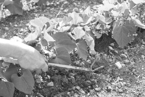 a person using a knife to cut a plant at Villa Maria in Tremosine Sul Garda