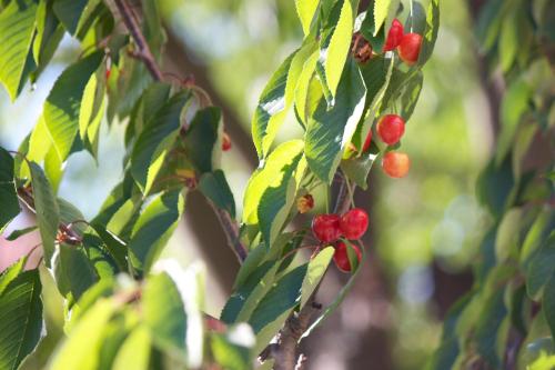 a branch of a tree with red berries on it at Hotel Viking in Rimini