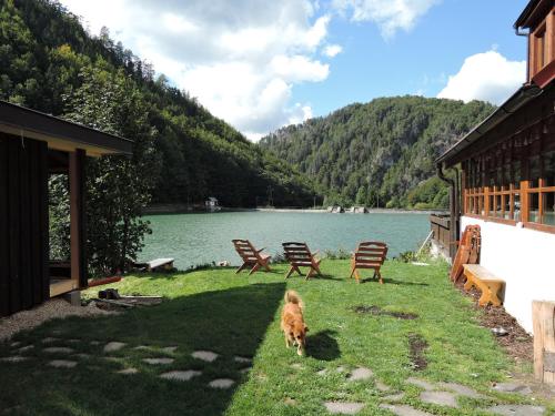 a dog standing in the grass next to a lake at Chata Motyčky in Donovaly