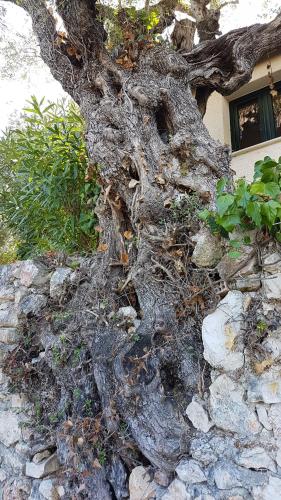 Gallery image of Castello Bellos studios in Keri
