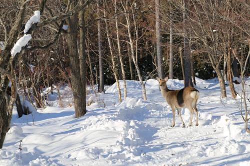 a deer standing in the snow in the woods at ARtINn 極寒藝術伝染装置 in Teshikaga