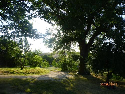 a large tree in the middle of a dirt road at Casa della Casa in San Severino Marche