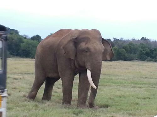 Animales en la casa de huéspedes o alrededores