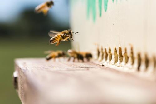 a group of bees flying around a bird feeder at Antico Casale dei Sogni agriturismo in Lugo