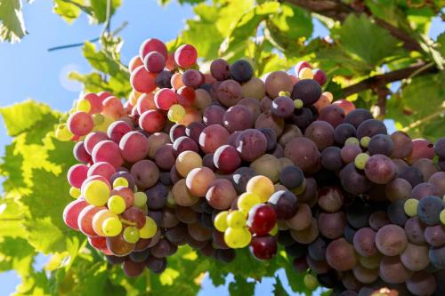 a bunch of grapes hanging from a tree at Antico Casale dei Sogni agriturismo in Lugo