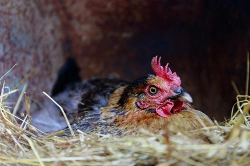 a chicken is sitting in a pile of hay at Antico Casale dei Sogni agriturismo in Lugo