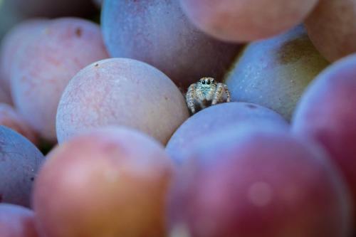 a pile of red and blue fruit with a engagement ring at Antico Casale dei Sogni agriturismo in Lugo