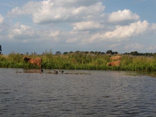a group of cows standing in the grass near a body of water at b&b de Vlinder in Hardenberg