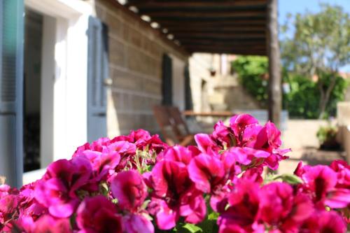 a bunch of pink flowers in front of a house at Casa Susini in Pianottoli-Caldarello