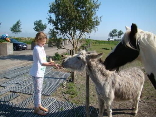 a young girl feeding a goat and a sheep at Crea-Trends Vacations in Sluis