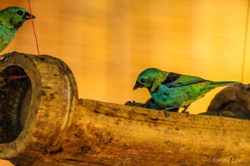 two birds sitting on top of a bird feeder at Sitio Simple Life in Ubatuba