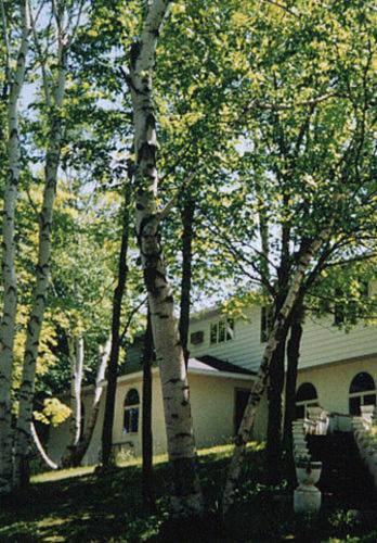 a house with a group of trees in front of it at White Birch Inn in Sturgeon Bay