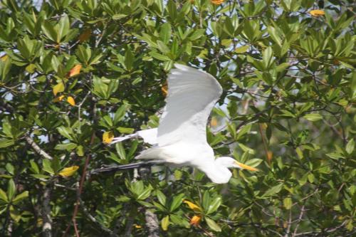 a white bird is flying in a tree at Beached Bungalow Overlooking the Pacific Ocean in Boca Chica
