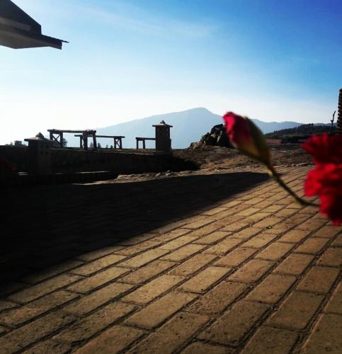 a bird is standing on a brick road at Bromo Otix Guest House in Bromo